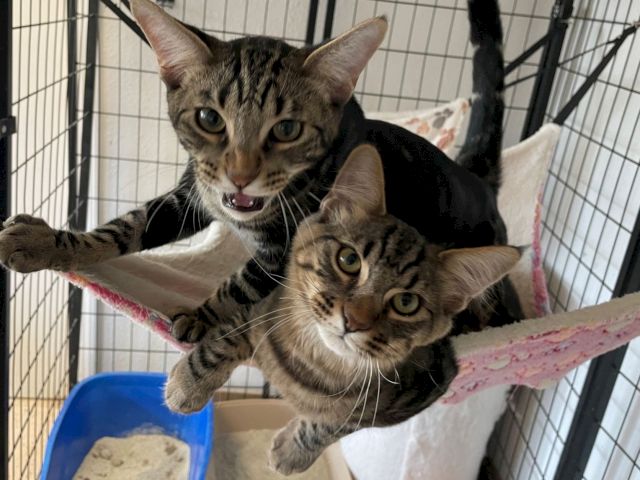 Two tabby kittens peer out from a metal pet crate, cuddled together on a blanket behind the bars.