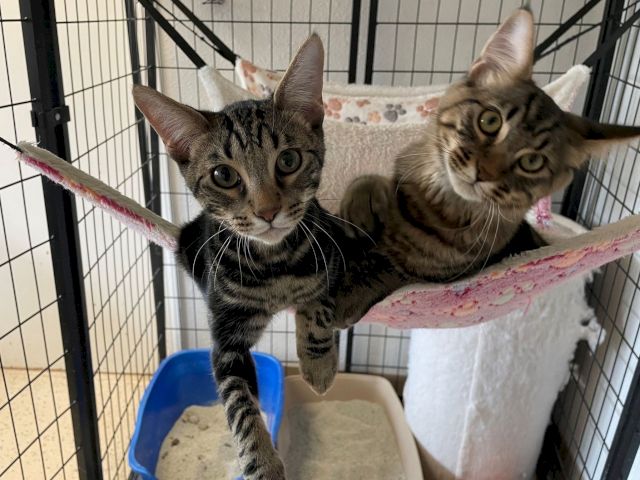 Two tabby kittens cuddle in a pet carrier hammock, staring at the camera.