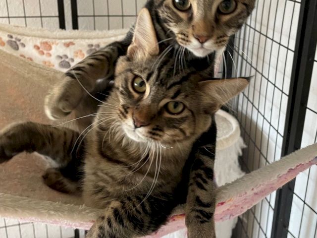 Two tabby kittens cuddle in a pet playpen, peering at the camera with big round eyes.