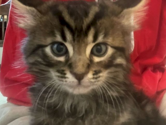 A tiny kitten wearing a red &ldquo;Oscar&rdquo; shirt, staring right at the camera.