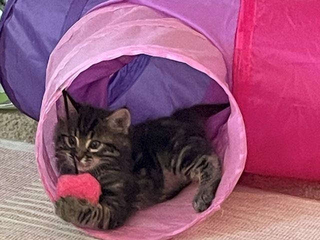 A gray tabby cat peeks from a pink-and-purple fabric tunnel/playhouse on a carpet.
