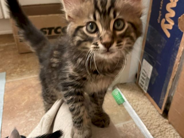 A striped tabby kitten stares up close, ears up and eyes wide, with a bathroom rug and a brush nearby.