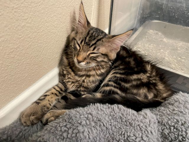 A tabby kitten is curled up and sleeping on a soft blanket by the wall, looking cozy and relaxed.