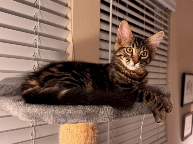 A tabby kitten lounges on a cat perch by sunlit window blinds, wide-eyed and ready to play.
