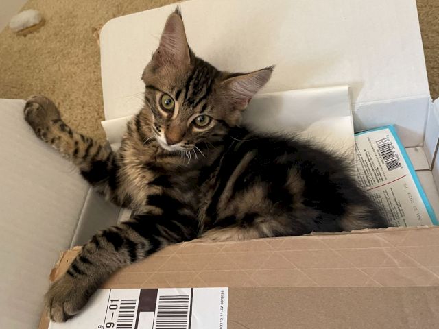A tabby kitten lies curled up inside a cardboard shipping box with shipping labels visible, looking straight at the camera.