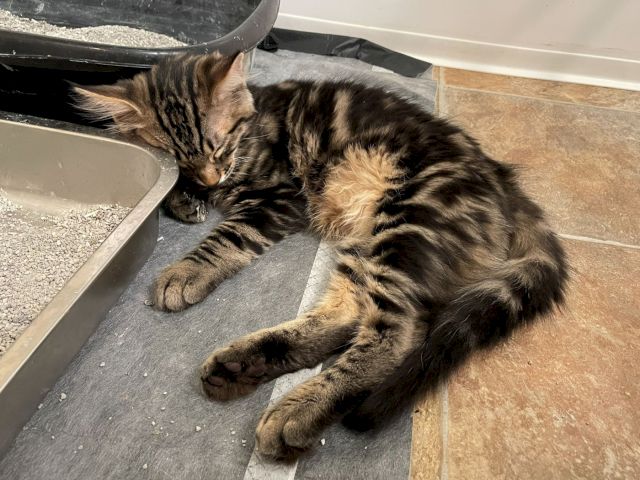 A tabby kitten/cat is curled up and napping on a patio beside a metal drain, looking relaxed and sleepy.
