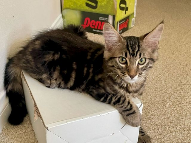 A tabby kitten lounges in a cardboard box, staring up with big green eyes.