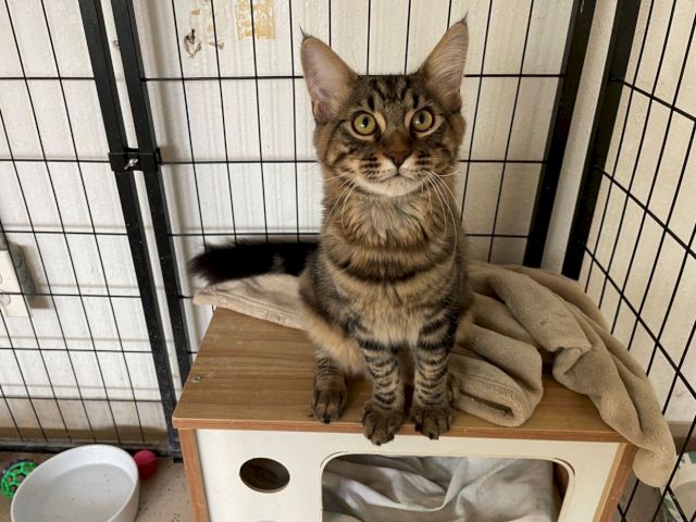 A curious tabby kitten with big eyes sits in a metal cage on a wooden platform beside blankets and toys.