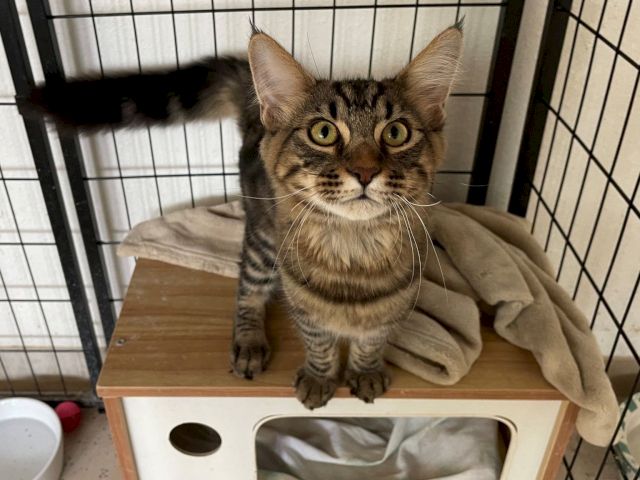 A tabby cat with big green eyes is perched inside a kennel or crate, looking out curiously.