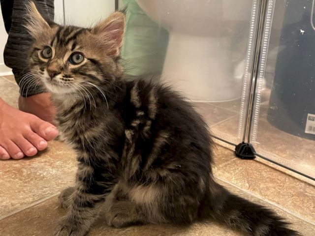 A tabby kitten sits on a floor by a clear kennel, being petted by a person&rsquo;s hand.