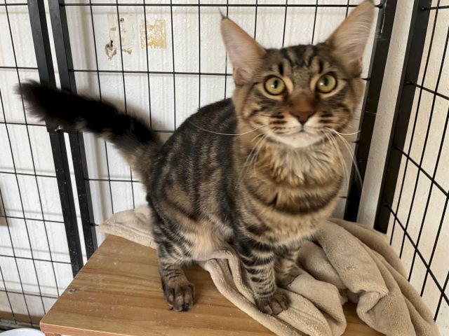 A gray tabby cat with big eyes sits inside a metal crate on a blanket, looking up expectantly with a curious expression.