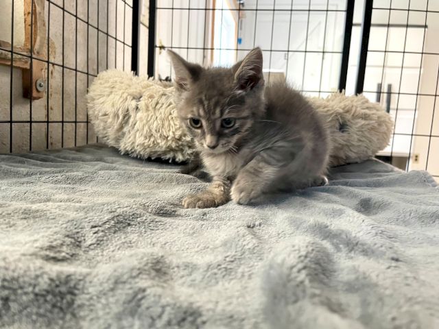 A fluffy gray kitten snuggles on a plush bed in a metal playpen, looking curiously at the camera.