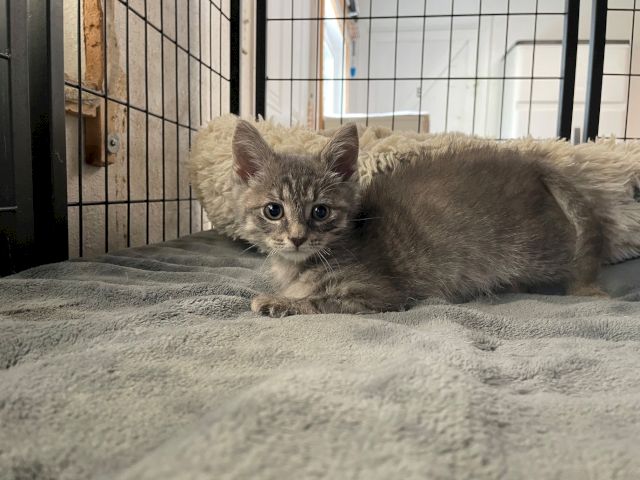 A fluffy gray tabby kitten lounges on a blanket inside a crate, looking up with big curious eyes.