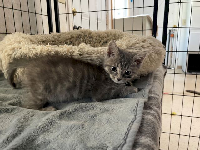 A gray kitten curled in a cozy blanket inside a pet crate, looking up curiously.