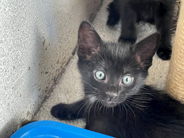 A close-up of a gray kitten with big blue-green eyes looking up beside a blue bowl.