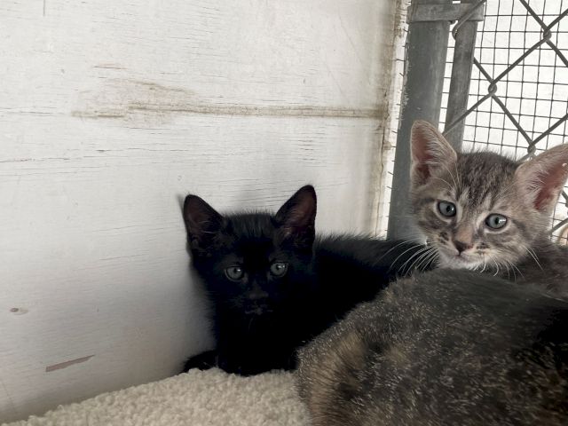 Two cats&mdash;a grey tabby and a black kitten&mdash;are peeking out from a fenced enclosure, looking toward the camera.