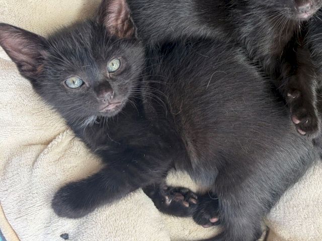 Two tiny dark gray kittens cuddle on a light blanket, with one kitten resting its paws and looking toward the camera.