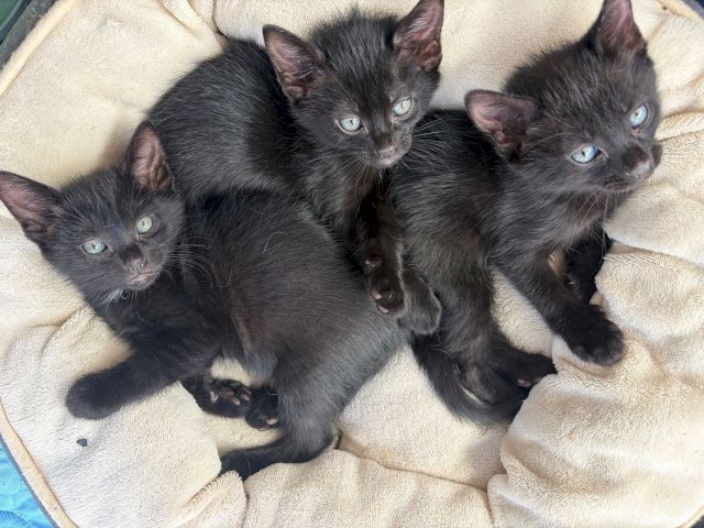 Four tiny black kittens cuddled on a beige blanket, eyes half-open, looking toward the camera.