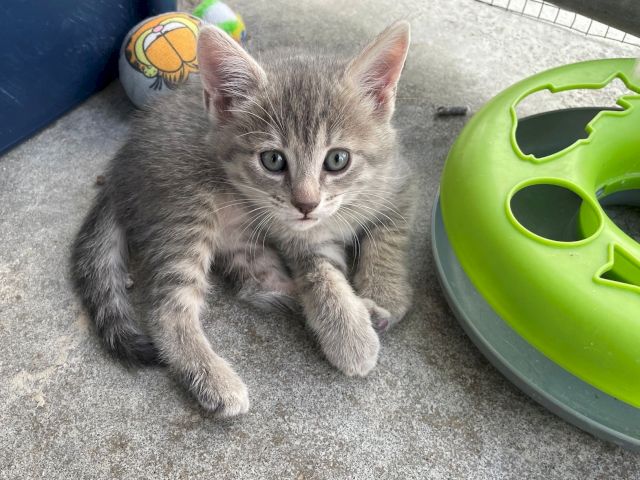 A gray tabby kitten sits by a green interactive toy, looking up curiously on a patio floor.