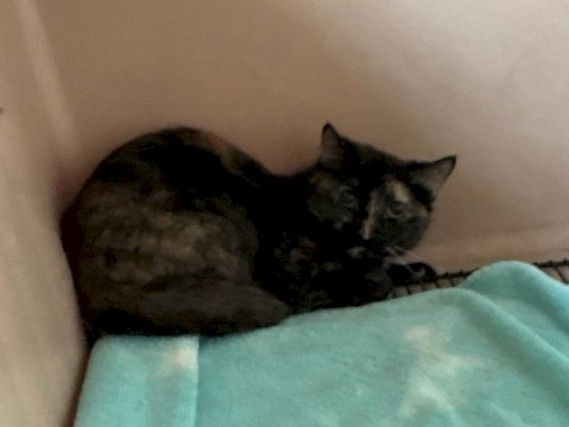A tortoiseshell cat lounges on a bed, curled up under a blanket, looking sleepy.
