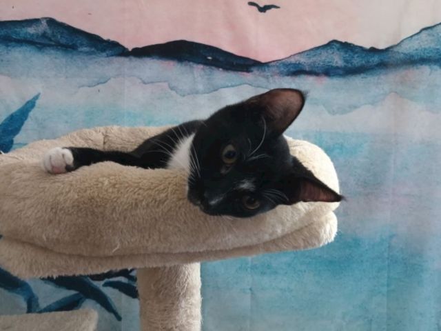 A tiny black-and-white cat rests on a beige plush perch, nestled against a wall of blue artwork.