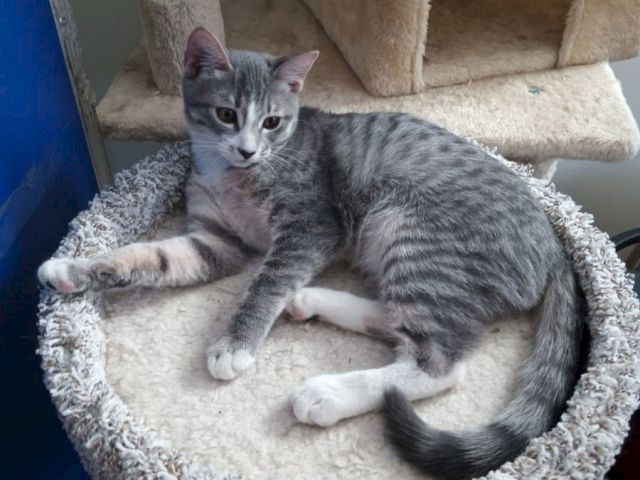 A gray tabby kitten lounges on a soft round bed, stretching its paws and staring at the camera.