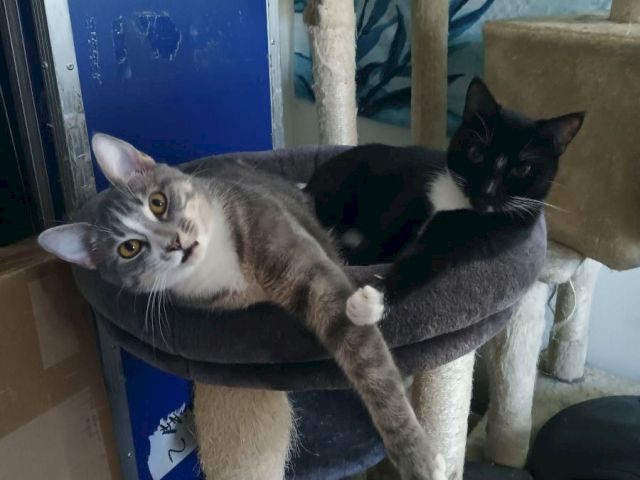 Two cats&mdash;a gray tabby and a black-and-white cat&mdash;are cuddled up on a cushioned chair.