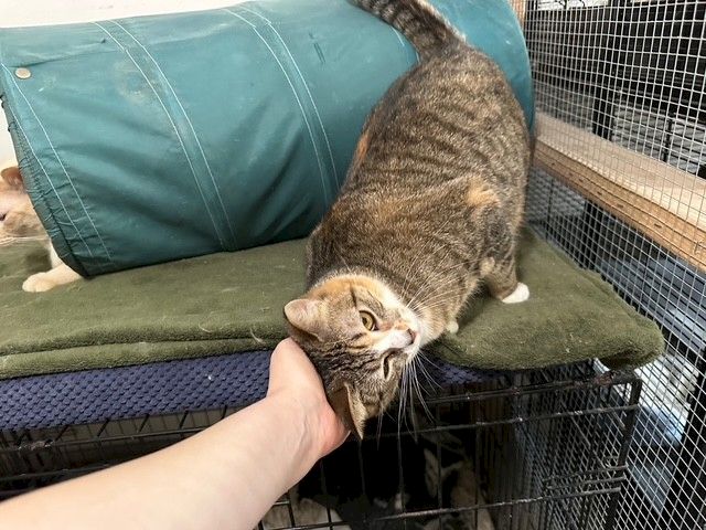 A small tabby cat in an outdoor crate is being gently petted by a person&rsquo;s hand.