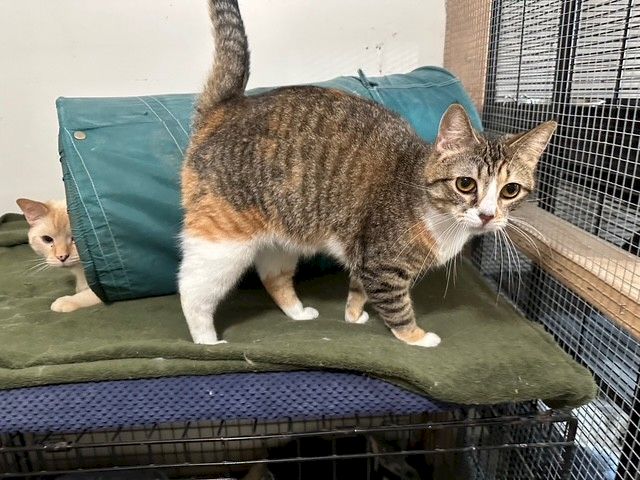 A tabby cat stands on a green cushion inside a cage, while a smaller kitten peeks from behind.