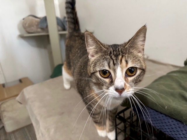 A tabby cat with wide eyes sits on a couch in a room, looking toward the camera.