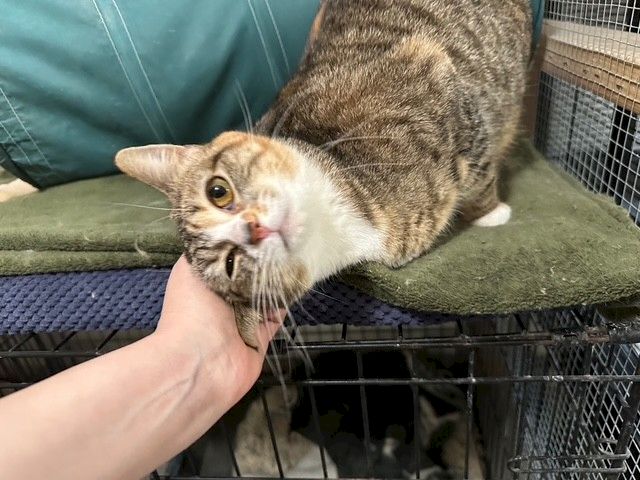 A striped tabby kitten leans on someone&rsquo;s hand, meowing on a pet bed near a cage and soft blankets.