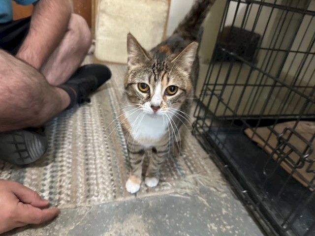 A gray tabby cat sits on a rug near a person&rsquo;s hands, close to a metal crate, looking up with wide eyes.