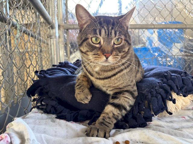A tabby cat lounges in a fenced enclosure, lying on a blanket and staring up with big yellow eyes.