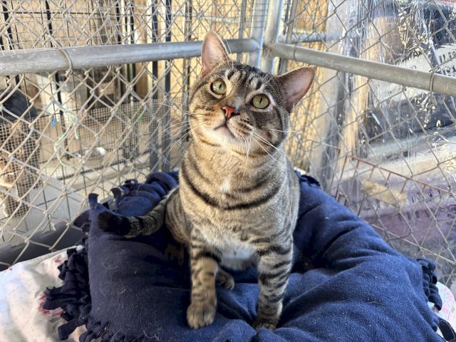 A gray tabby cat peeks out from a fenced enclosure, resting on a blue blanket.