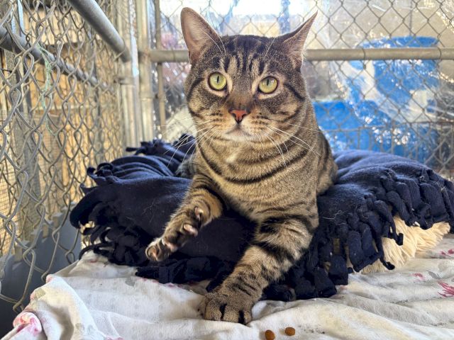 A gray tabby cat with bright yellow eyes lounges in a chain-link kennel on a blanket, looking straight at the camera.