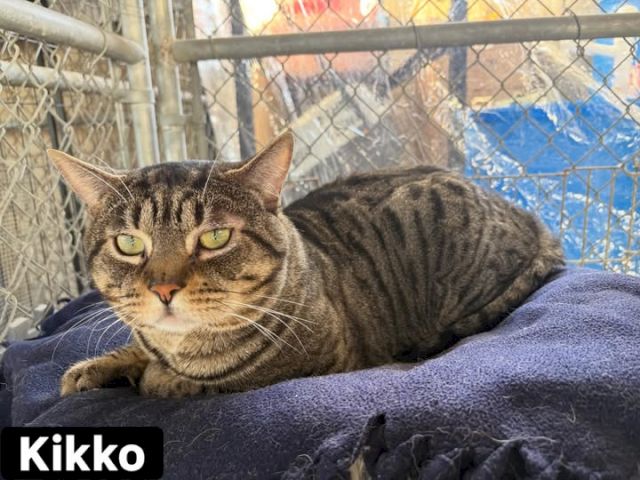 A gray tabby cat named Kikko lounges on a blanket outdoors, lying relaxed by a chain-link fence.