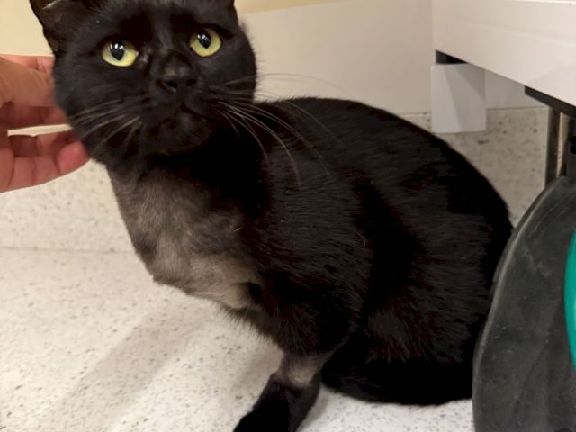 A black cat with big yellow eyes sits on a kitchen floor as a hand reaches toward it.