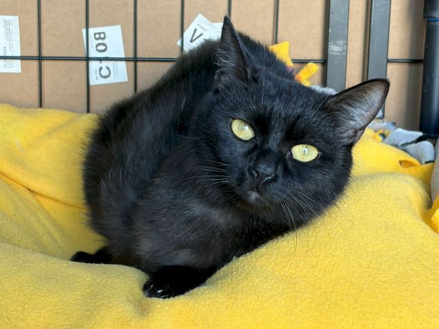 A black cat lounges on a yellow blanket, eyes half-closed, indoors with posters in the background.
