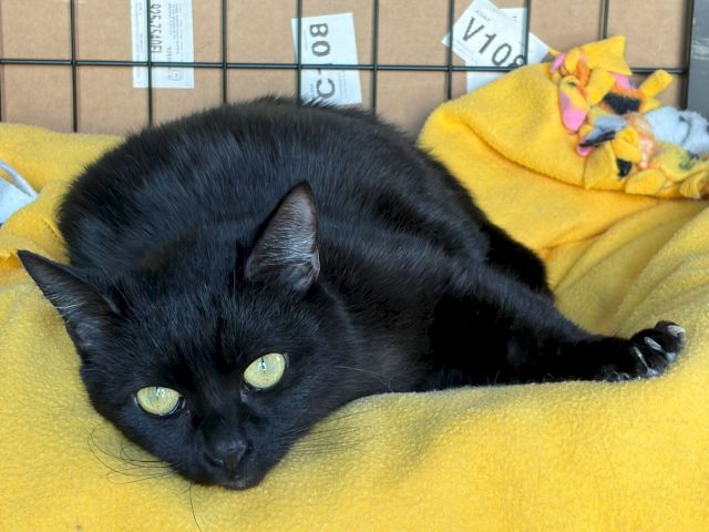 A black cat lounges on a yellow blanket beside a plush yellow toy, looking cozy and sleepy.