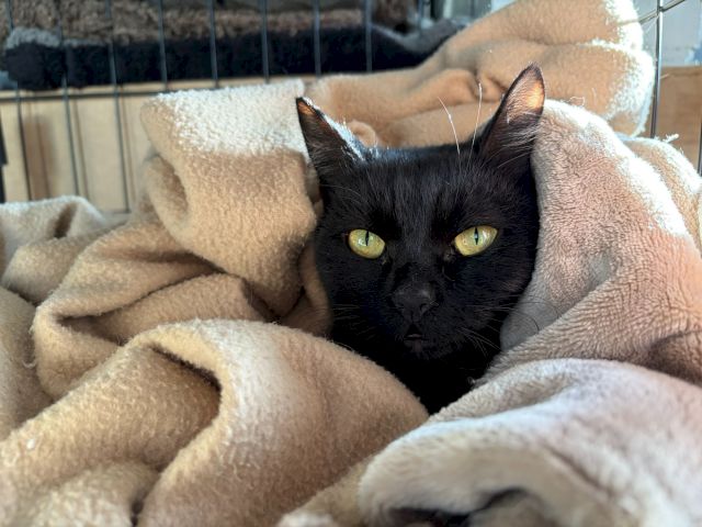 A black cat peeks out while curled up in a soft tan blanket inside a cozy pen.