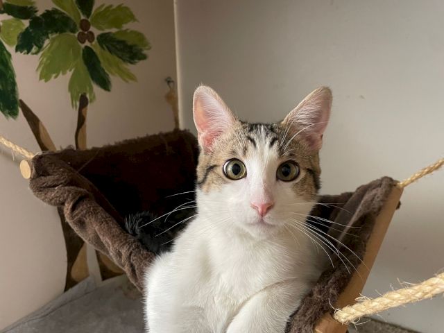 Curious tabby-and-white cat peeks from a cozy hammock, eyes wide, with leafy wall decor behind it.