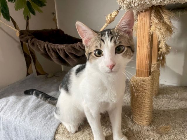 A curious white-and-gray tabby cat lounges in a cozy cat tree with a hanging hammock nearby.
