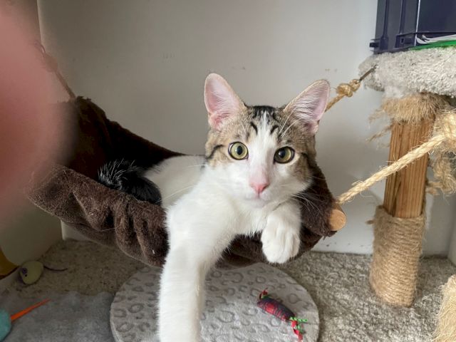 A gray-and-white kitten lounges on a cat tree, wide-eyed and curious in a cozy room.