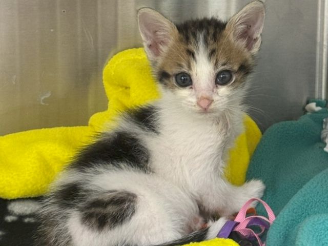 A tiny tabby kitten cuddles on bright yellow and green pillows, gripping a small stuffed toy, looking curious.