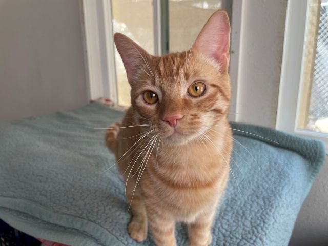 An orange tabby cat peeks up from a couch by a window, big amber eyes wide and whiskers fanned in the sunlight.