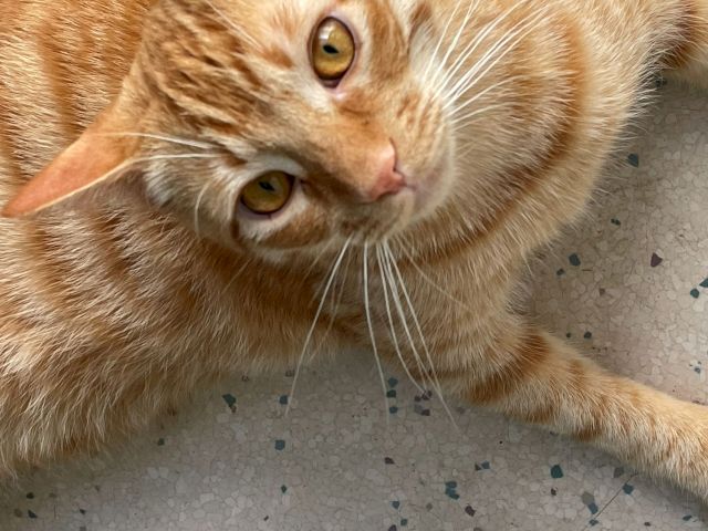 A ginger tabby cat lying on the floor, looking up with big amber eyes like it wants cuddles.