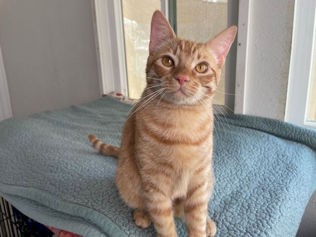 An orange tabby cat with big yellow eyes sits on a blue cushion by a window, looking up curiously.