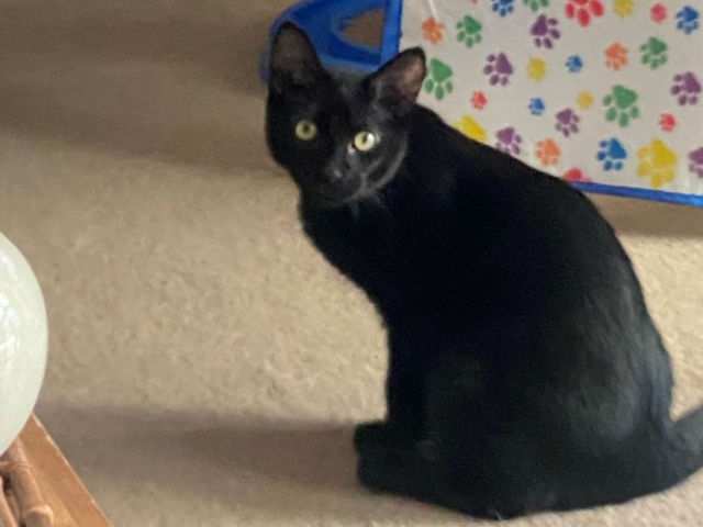 A black cat with yellow eyes sits on the carpet, looking toward the camera beside a colorful paw-print cushion.