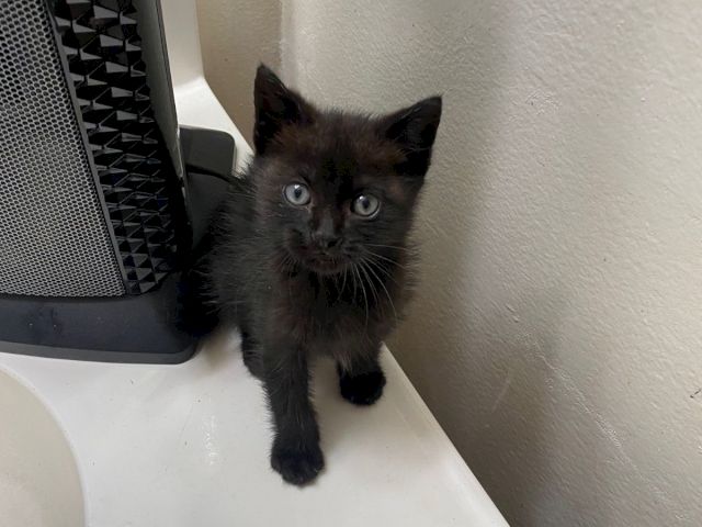 A tiny dark gray kitten crouches beside a computer monitor on a white floor, staring at the camera.