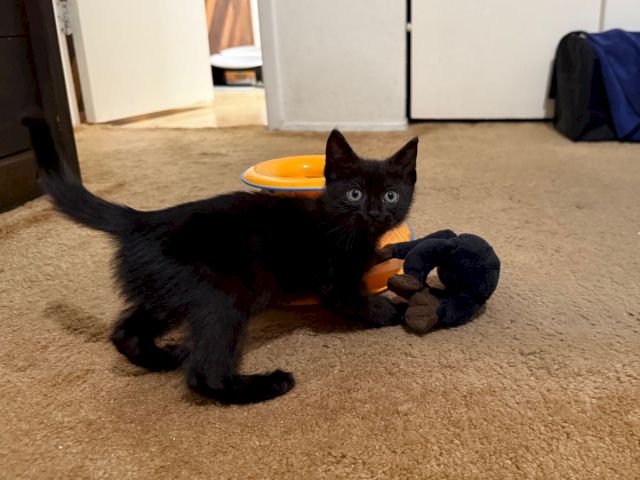 A black kitten lies on carpet cuddling an orange ring toy while holding a small plush in its paws.